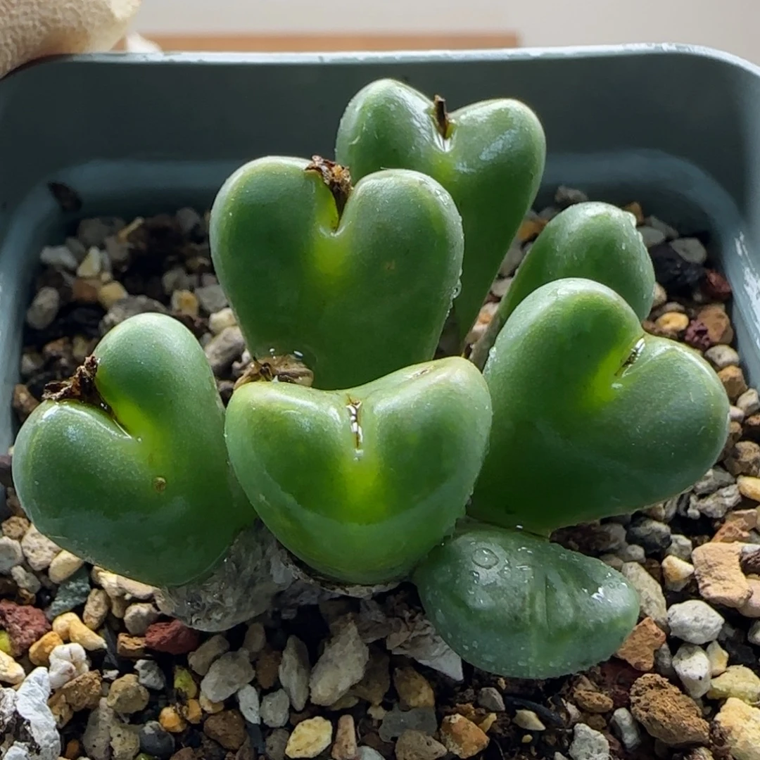 11-2-8-5当天满38包邮送奶工杂脱土