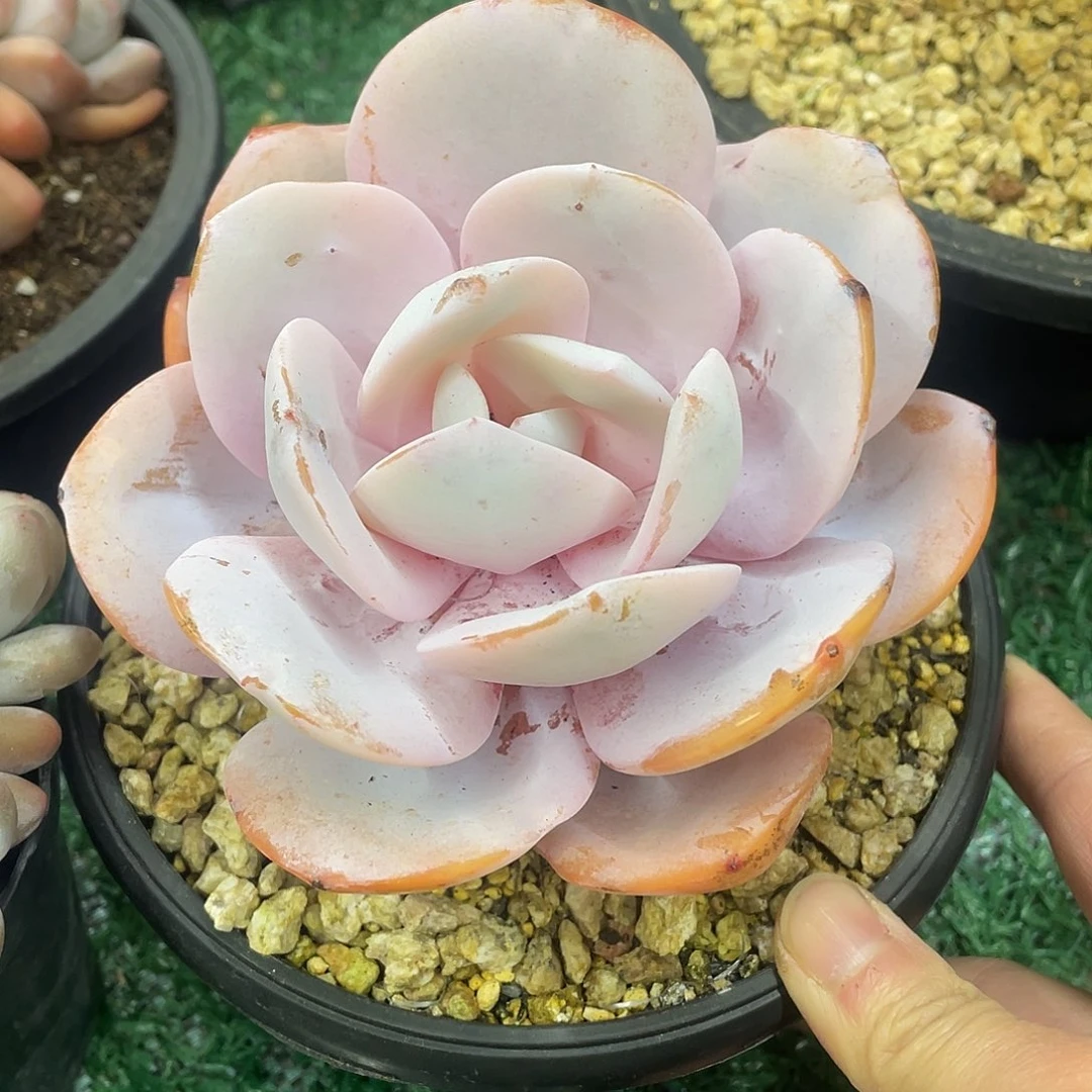 奶茶一物一拍28包邮非偏远