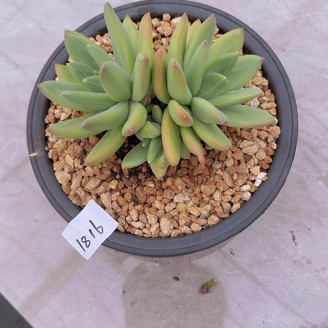 吴****)1816海洋之歌多肉