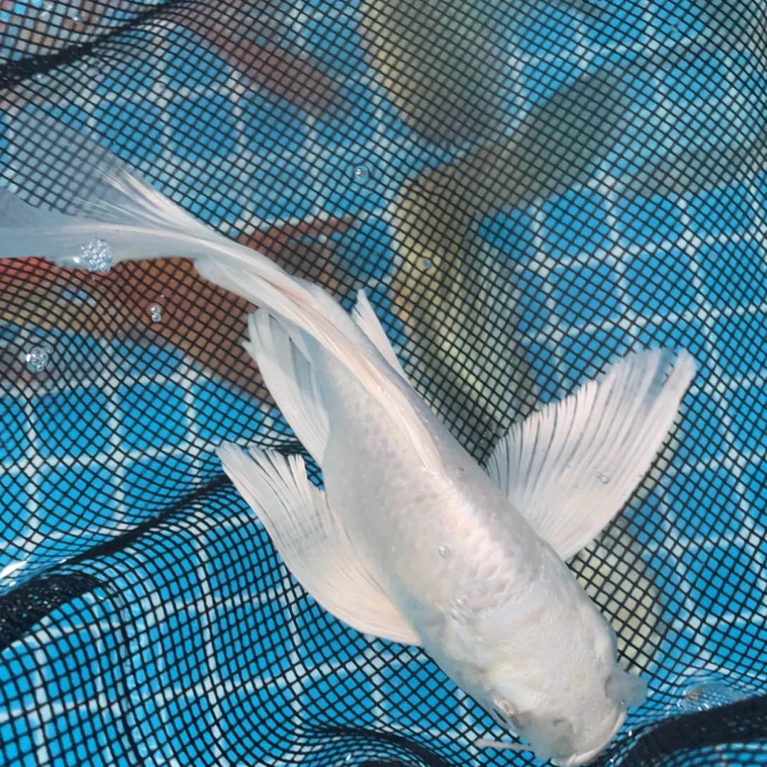 锦鲤锦鲤包邮包售后