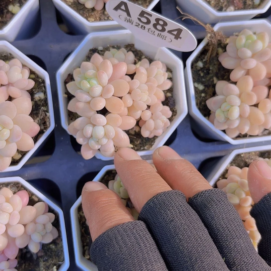 A584鱼子酱一物一拍