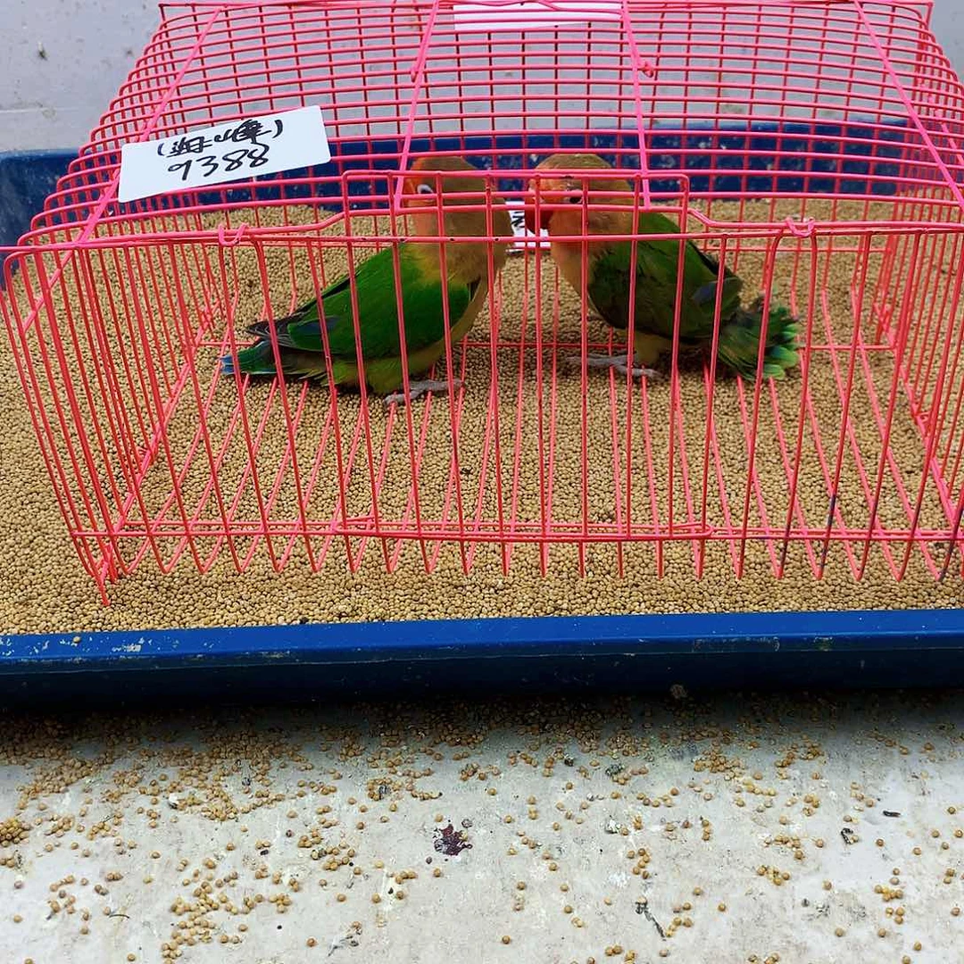 （***）虎皮鹦鹉牡丹一如