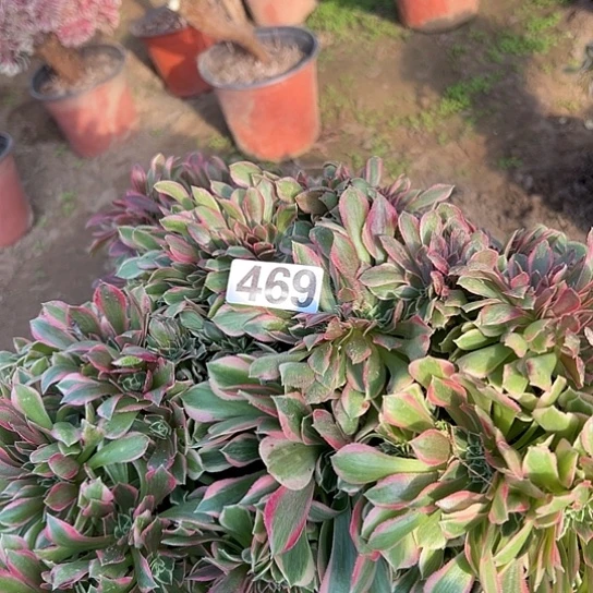 紫***菡多肉植物一个女神469