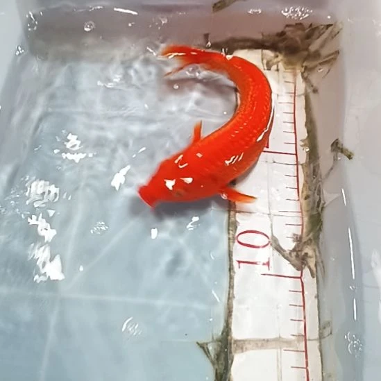 海水鱼锦鲤冷水鱼好养耐活