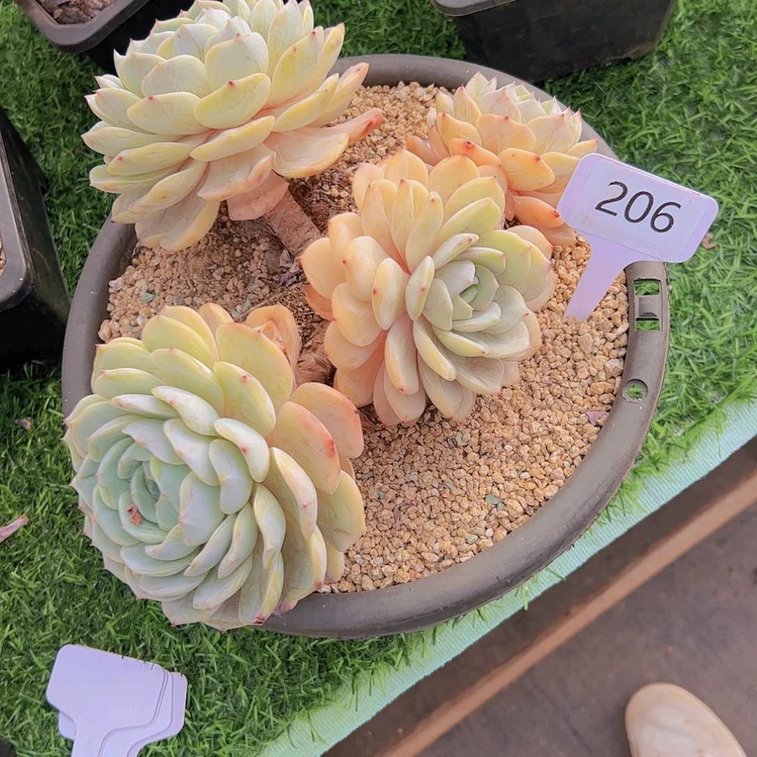 A****）206劳林30。。。。