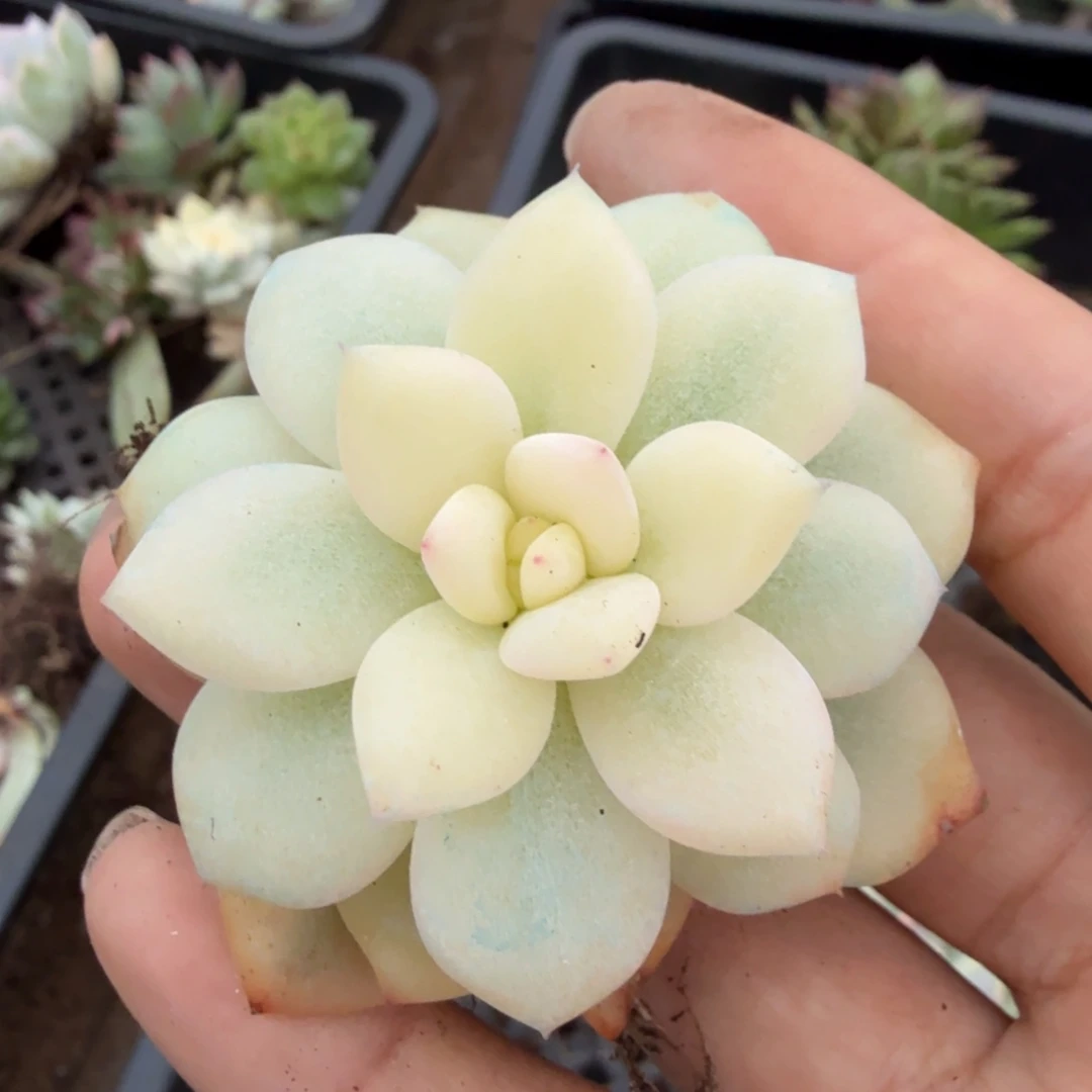 大锦边橙梦露锦腹欧你锦