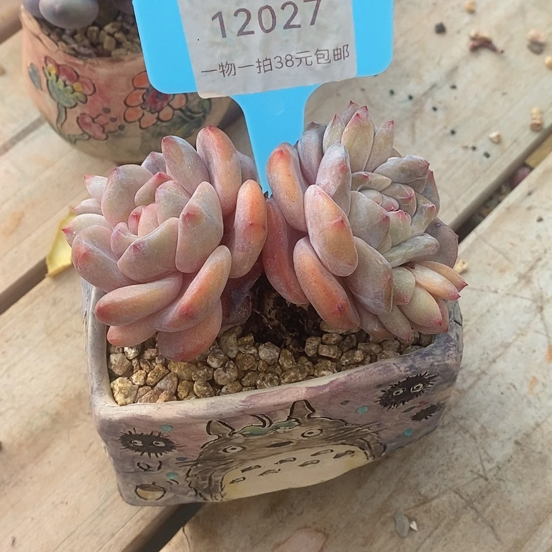 27号看过菲菲个和姐姐奶奶家奶奶