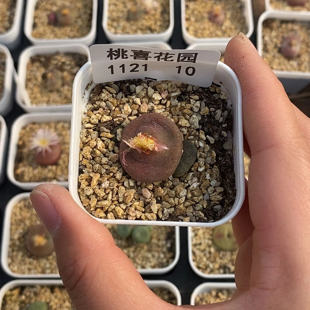 差***酪21-10-杂交福利。