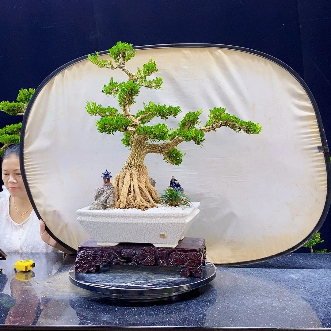 无花朵精品黄杨盆景