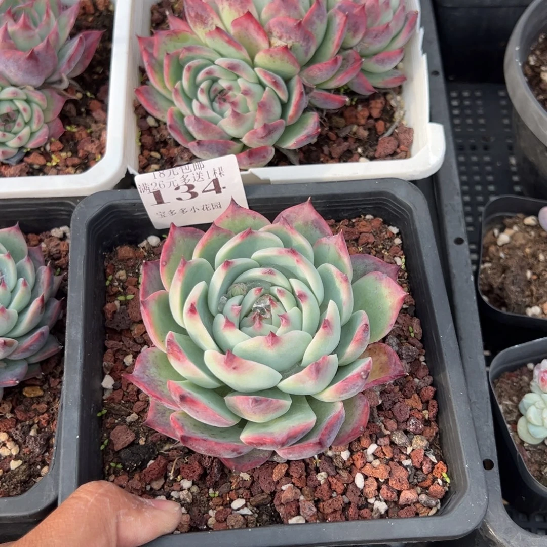 134号吉娃娃一物一拍满18包邮