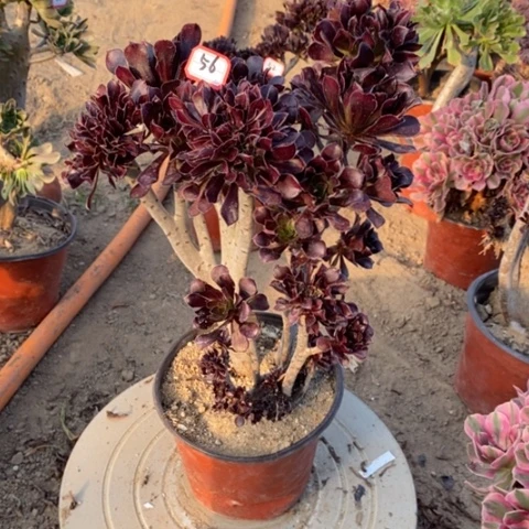 黑法师缀一物一拍