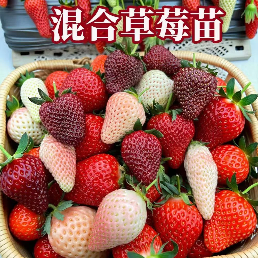 混合草莓苗玄玉黑珍珠真红美玲草莓秧纯甜浓香四季草莓苗阳台盆栽