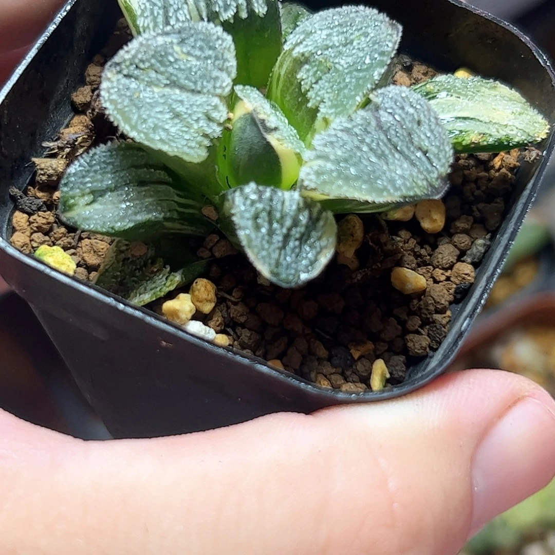 雪之里锦十二卷多肉植物