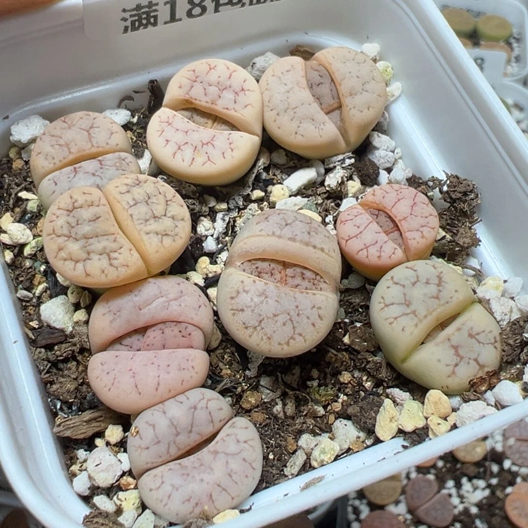 【闪购商品】 306。