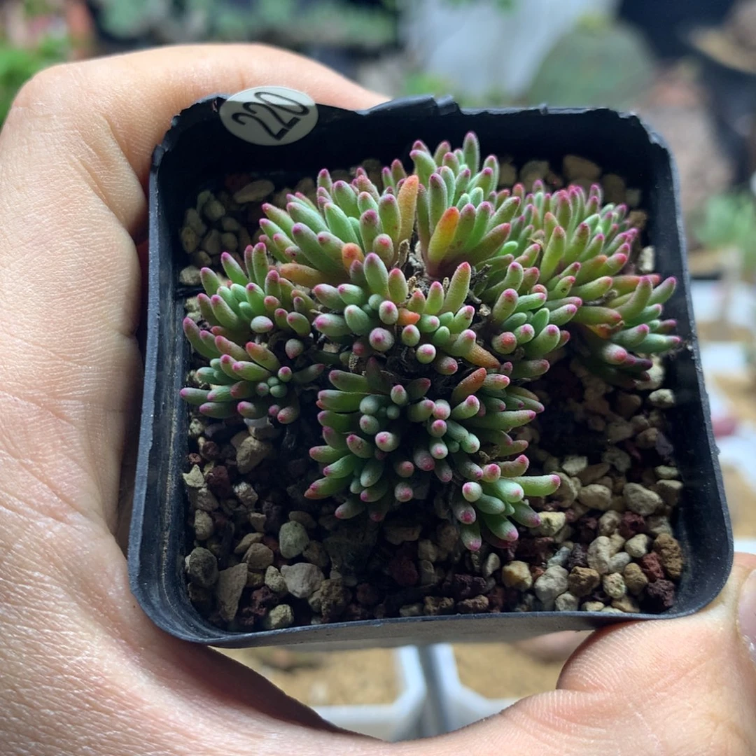 晶珊瑚带盆发货220