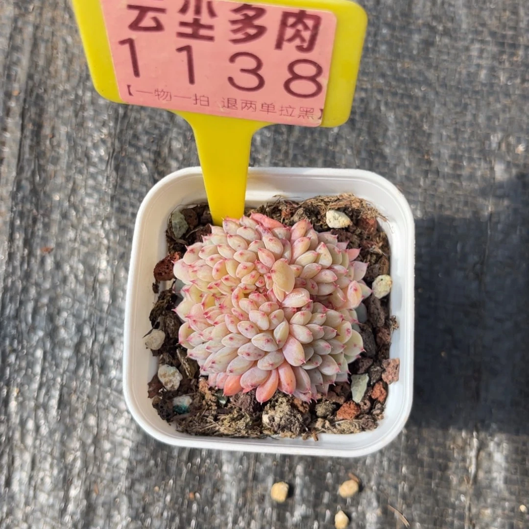 云尘多肉一物一拍1138，