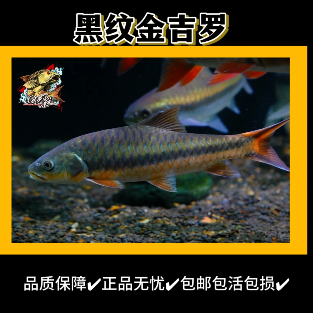 缅甸黑纹金吉罗活体原生鱼金色系吉罗鱼观赏鱼鱼苗淡水鱼