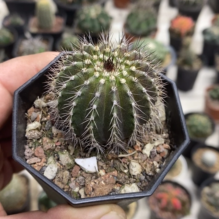 实生尤博球特价福利