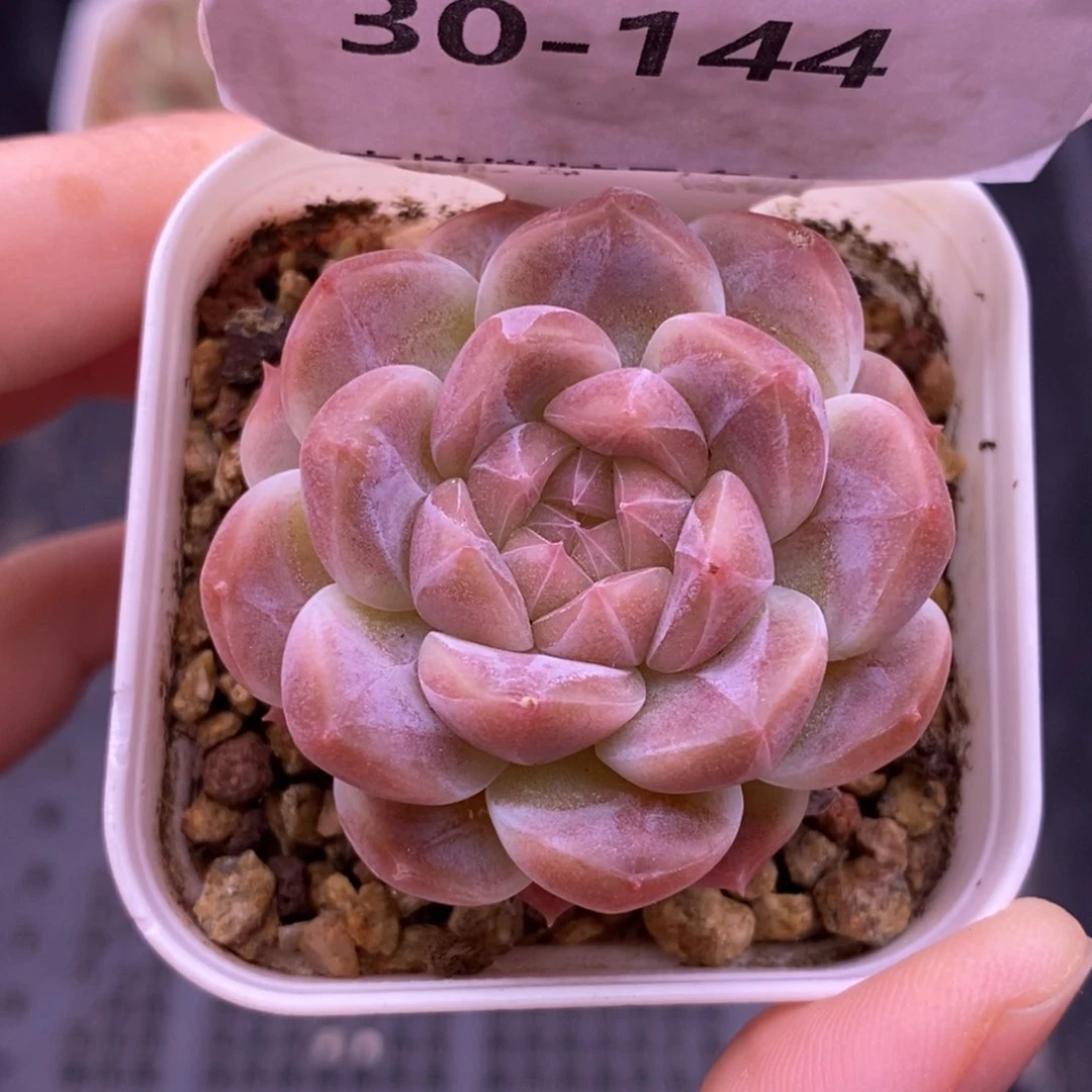【闪购商品】30-144