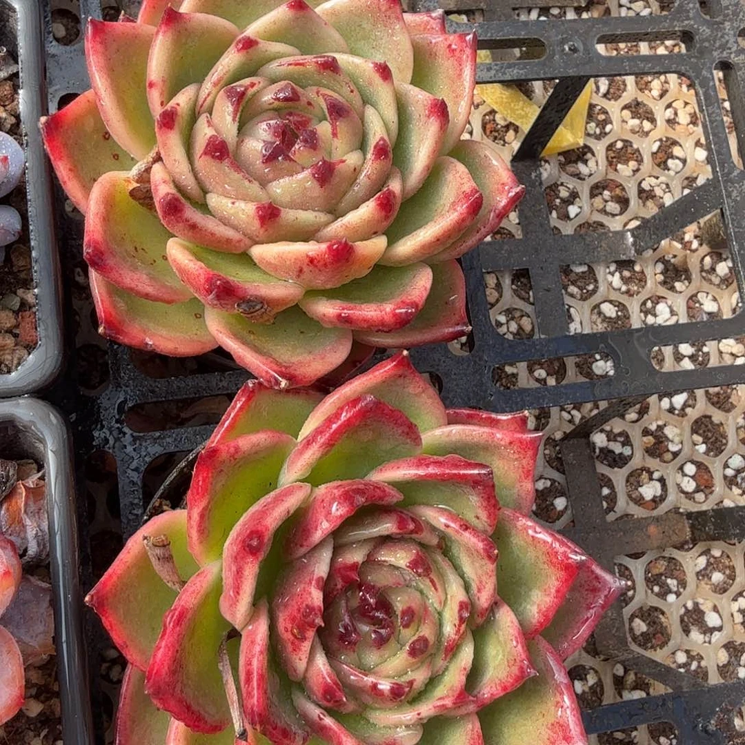 中号蓝龙（量拍）脱土发货