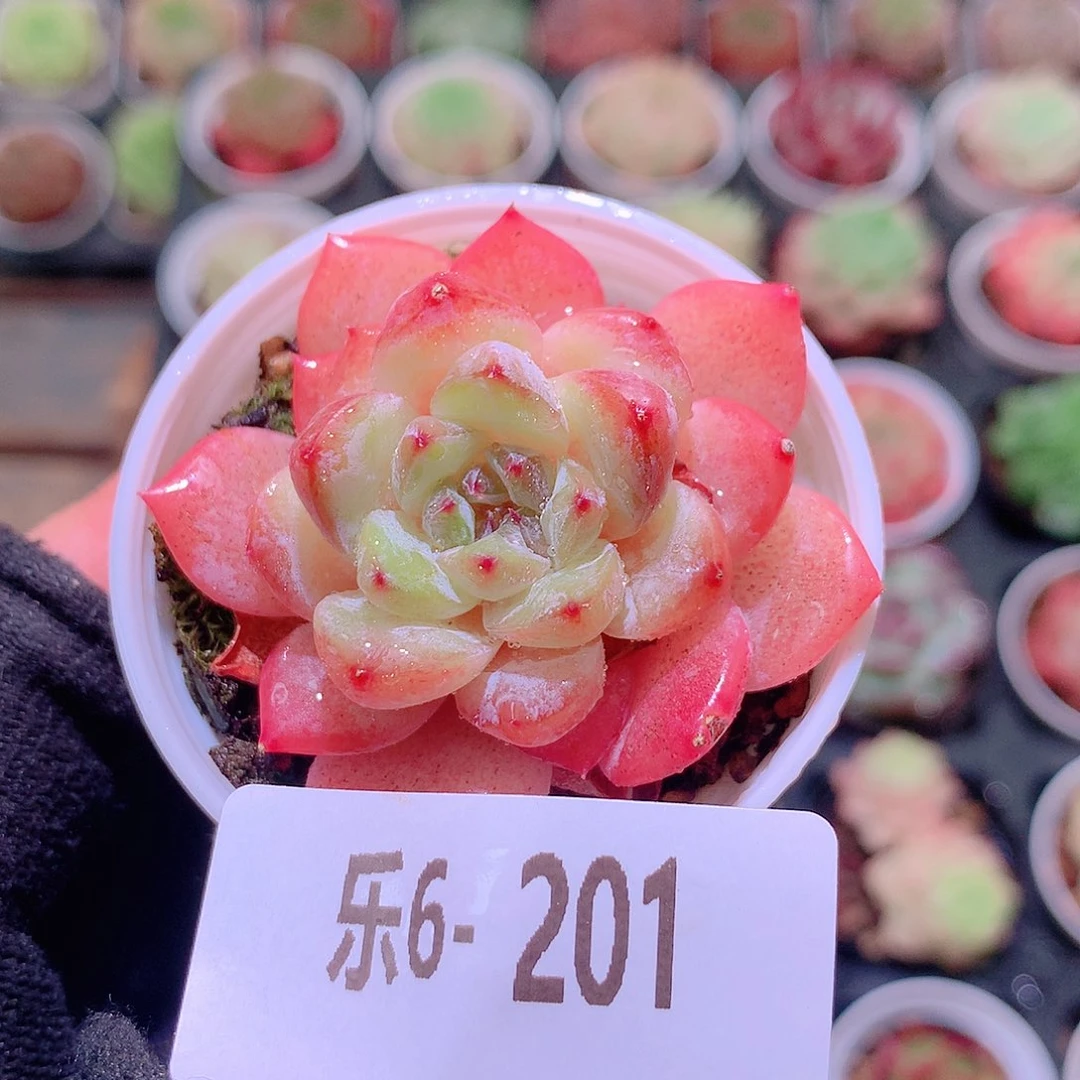 乐然6-201 果汁单头