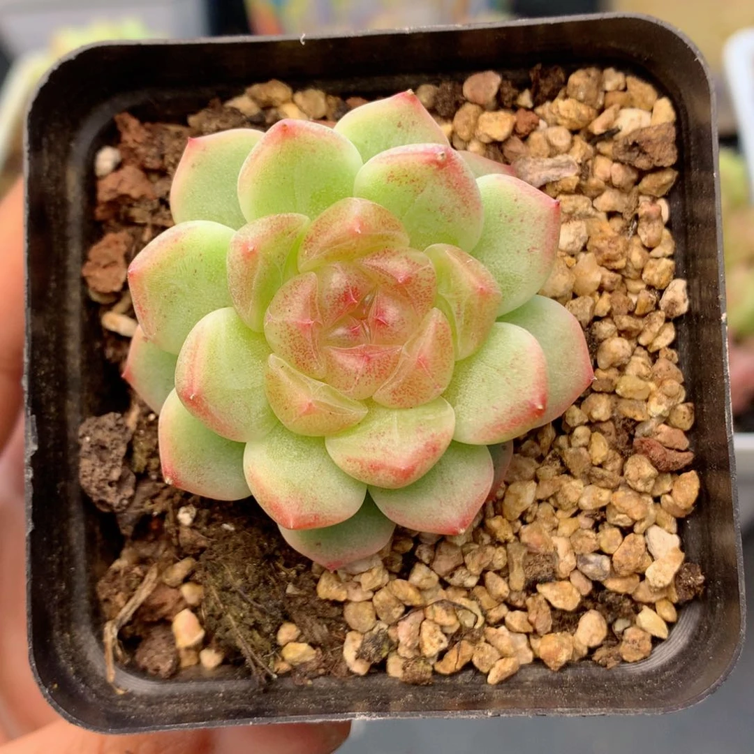 58包邮  群生不包整31