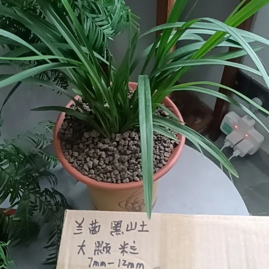 缘***落兰菌颗粒大颗粒6.6斤