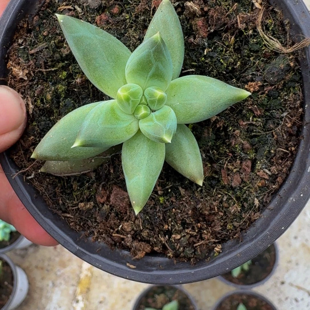 TTN 叶插 一物一拍
