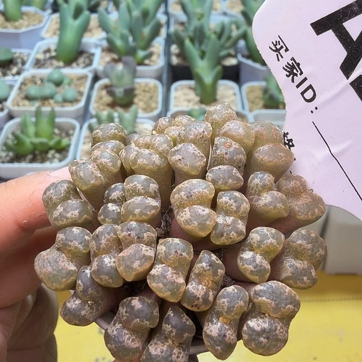 230。满38包邮肉锥