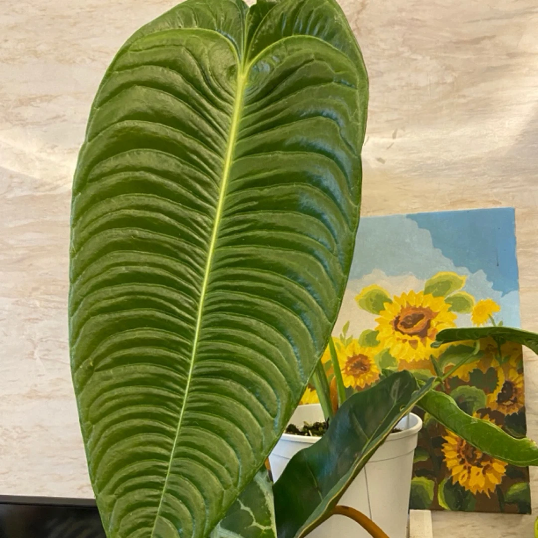 禤禤家长叶花烛：火鹤王 火鹤后 花烛一物一拍