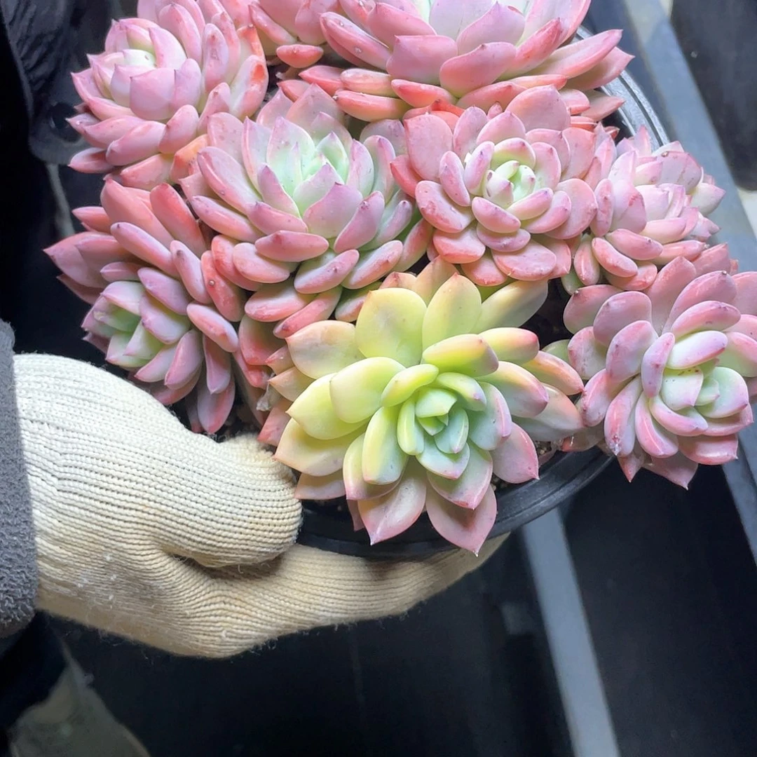 冰橙锦多头群多肉