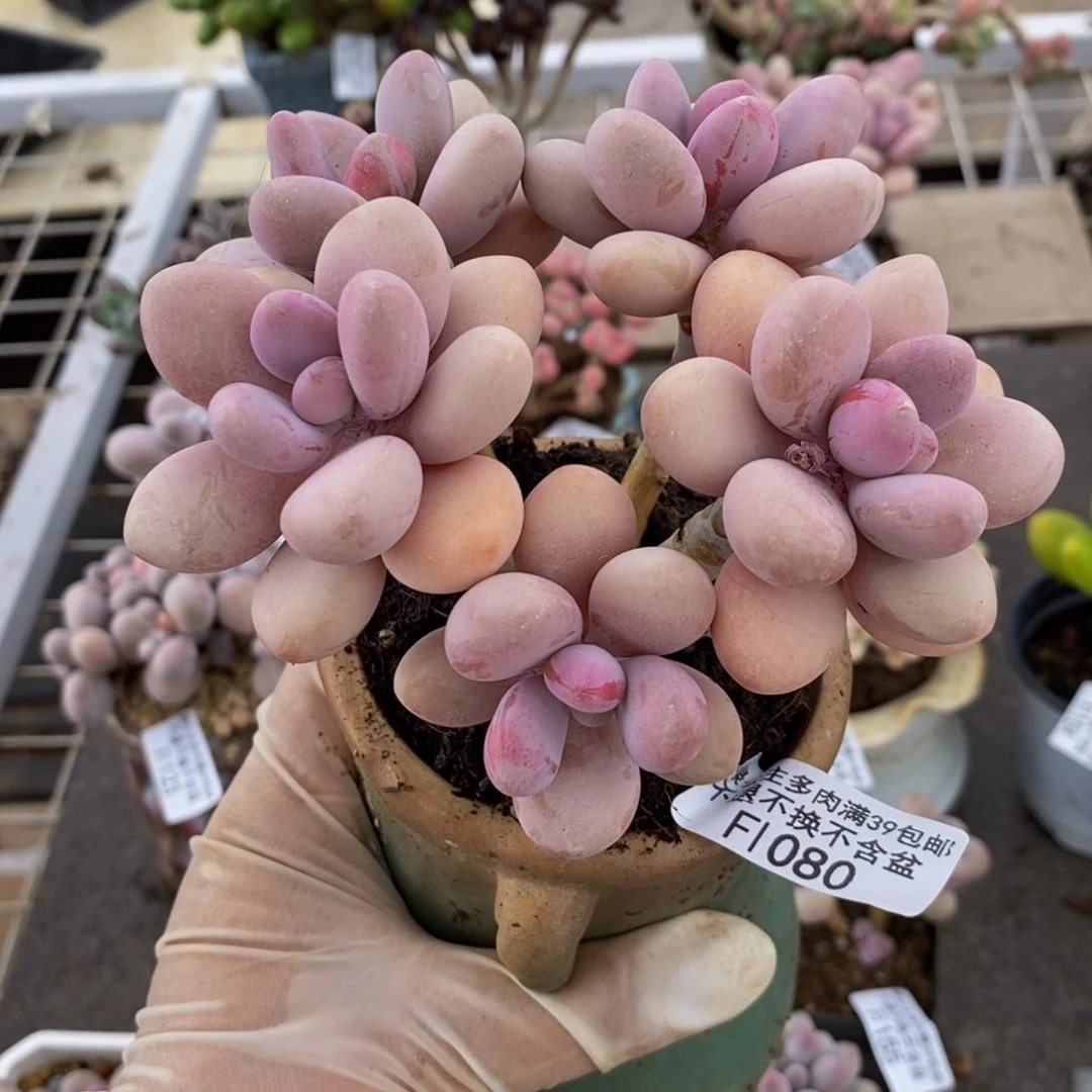 胖*糖果桃蛋080/10cm