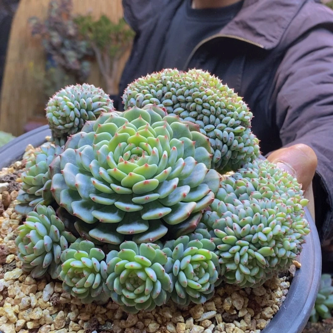 ?****?151号白胖子缀多肉