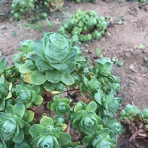 山地玫瑰一棵多肉14