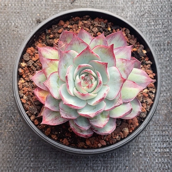 双面拉丝惊鸿13脱土发