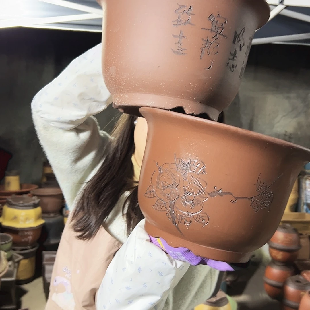 30+30平角金钟花盆花盆花盆
