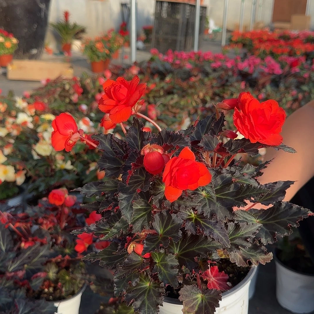 一代珊瑚红，掉花折叶正常介意勿拍，不拍保温冻死不售后