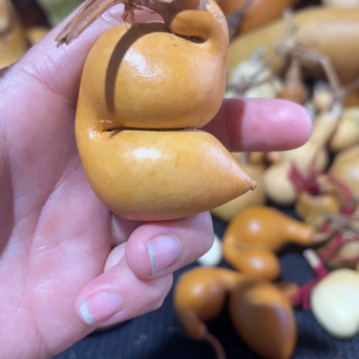 酒***子葫芦哈哈哈哈哈哈哈哈给