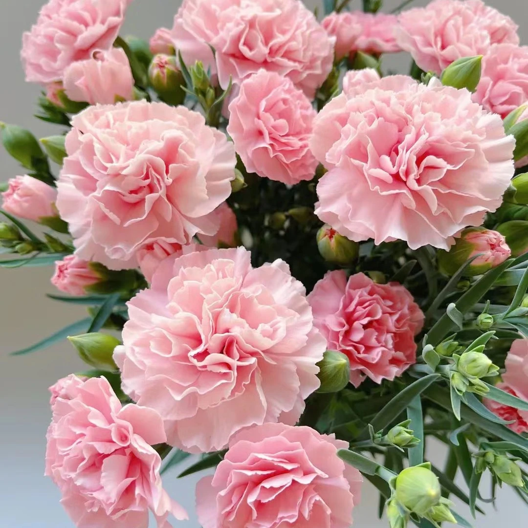 母亲节礼物康乃馨盆栽好养四季开花园阳台室内桌面矮石竹带花发货