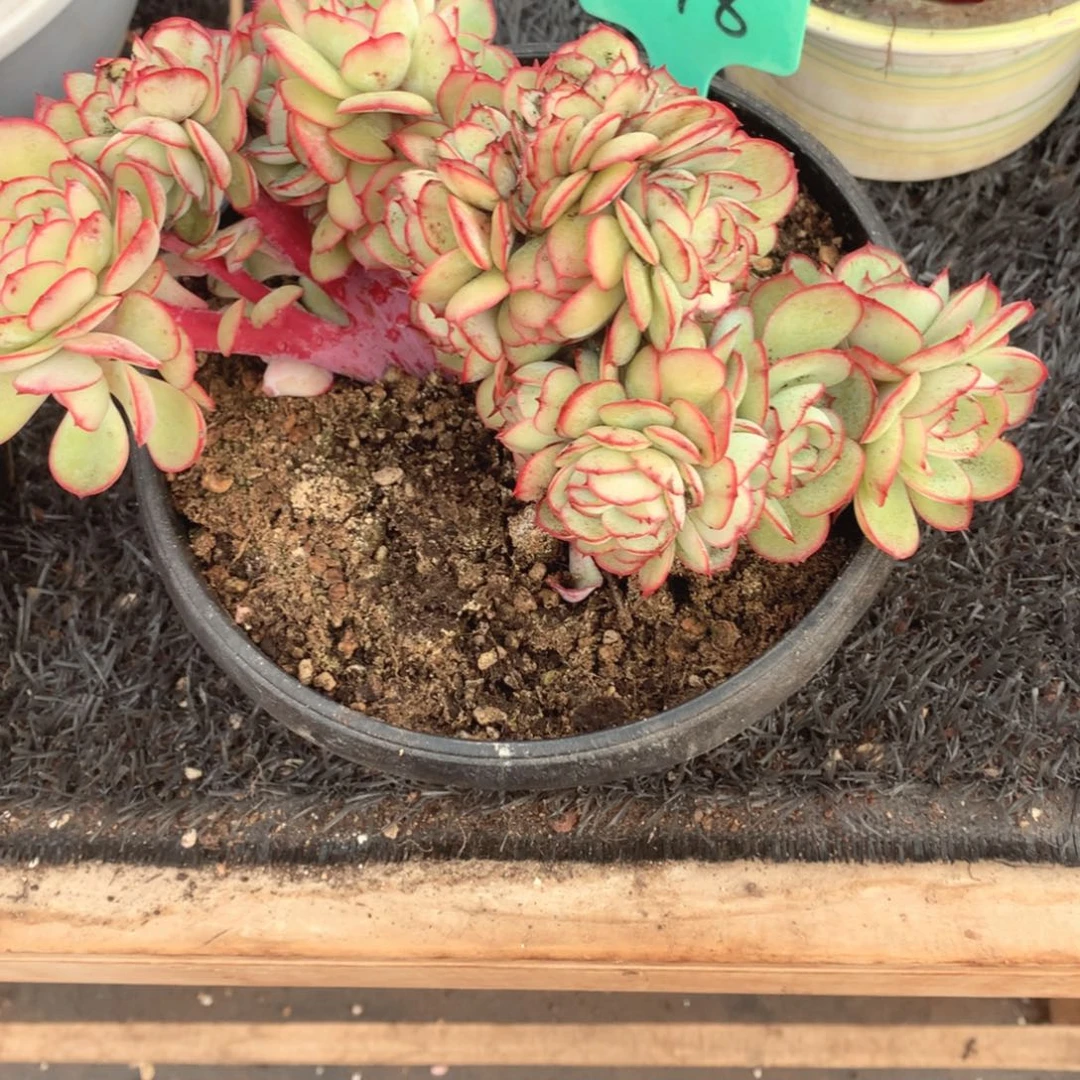 多肉植物牡丹亭树缀