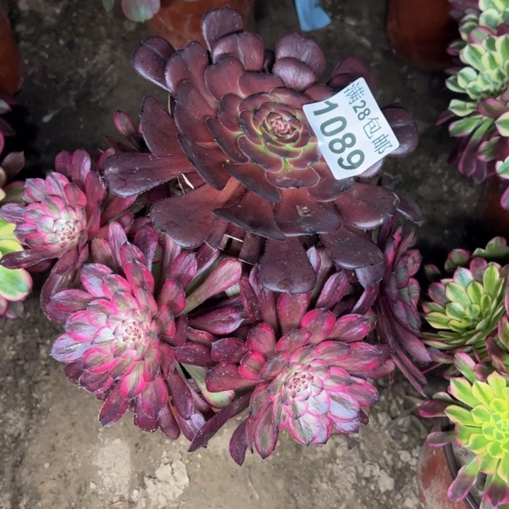 1089特价紫霞多肉植物