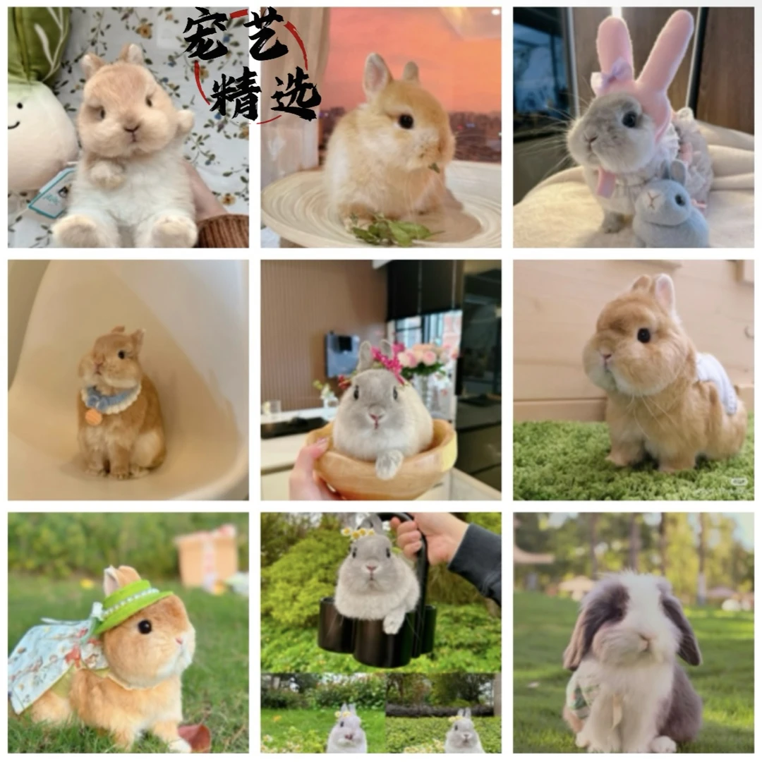 宠艺 酷狗宠物宠物活体专属链接