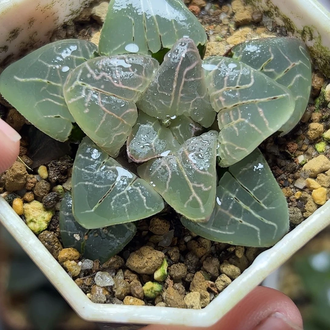 粉色甜心母本十二卷十二卷