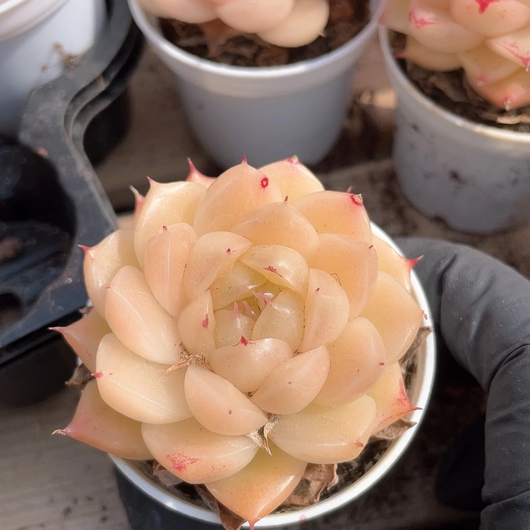 优选麦秆福利730