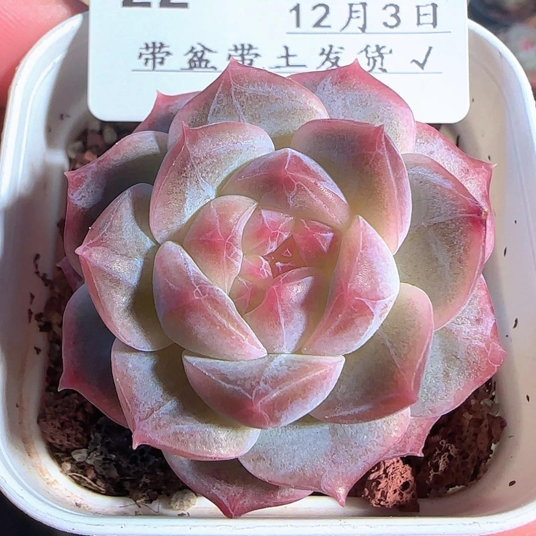 多肉1203-22糖心糖心