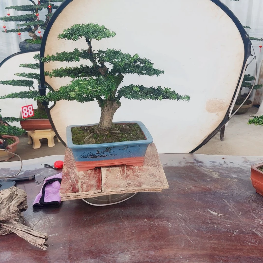 罗汉松一物一拍888