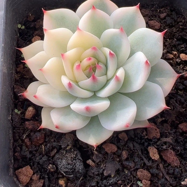 吉娃娃锦一物一拍锦龙