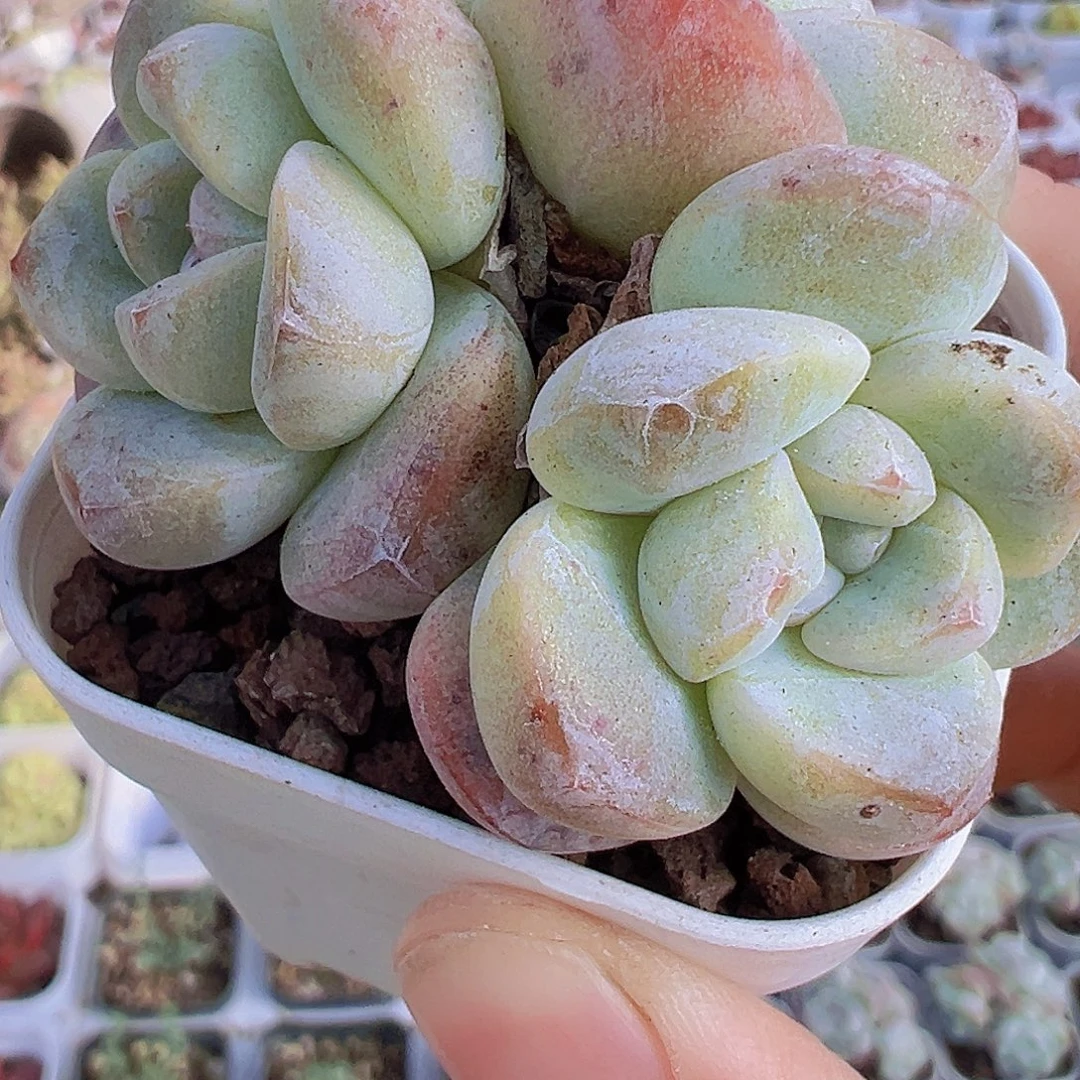 5.5盆冰玉群19包邮