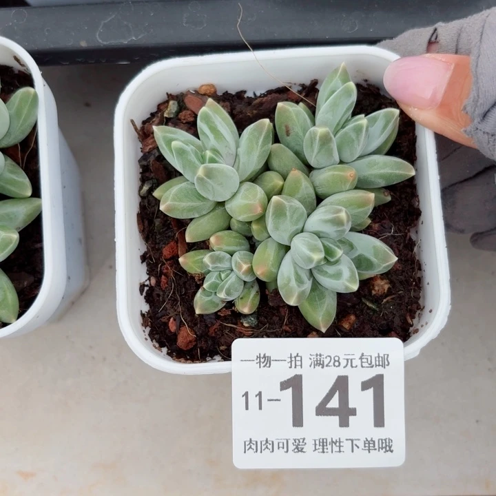 乌拉克拉无盆土发货无盆
