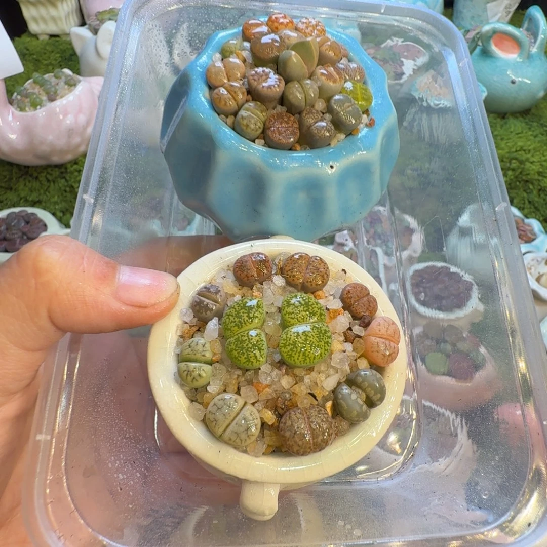 D***j多肉植物开播福利1